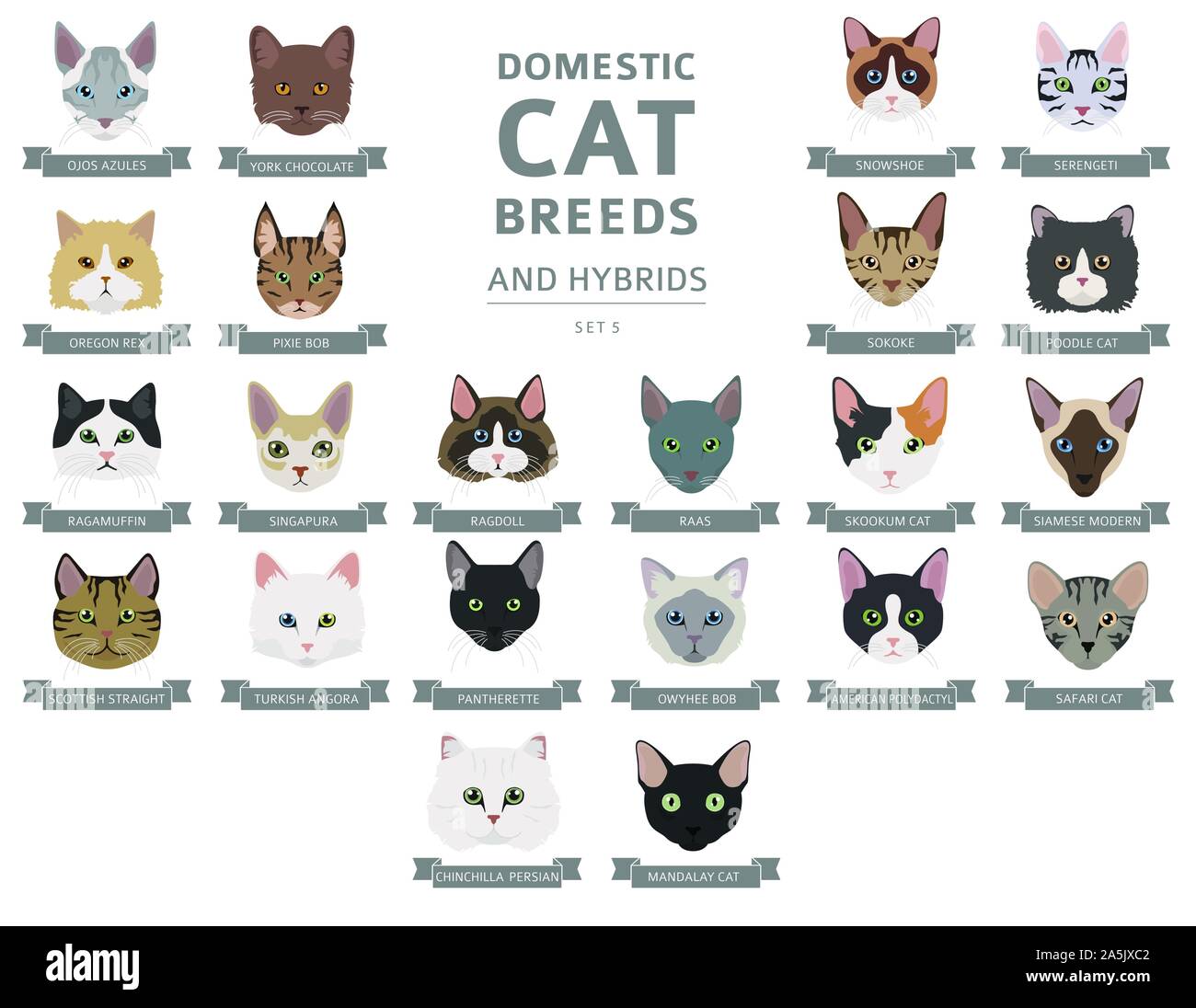 Domestic cat breeds and hybrids portraits collection isolated on white. Flat color cat`s head style set. Vector illustration Stock Vector